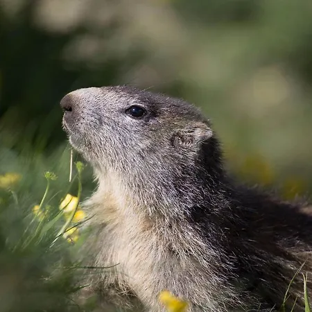 Appartamento Centro Di - Bilocale Grazioso E Silenzioso Aosta